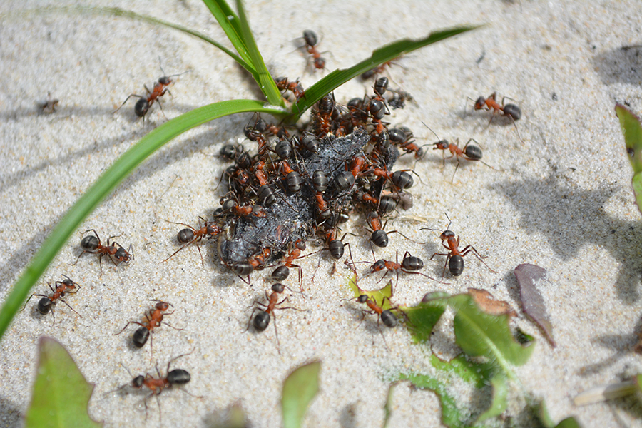 Verwachten vasthouden bod Mieren snel en vakkundig bestrijden Traas Ongediertebestrijding